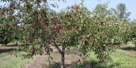 Kako saditi trešnje u jesen